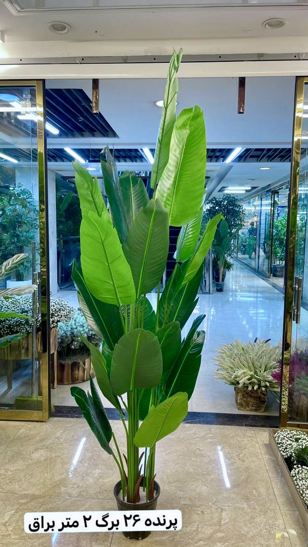 درختچه پرنده بهشتی وارداتی کد PB626